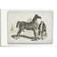 « équin sketch vii », impression-22188267-28042310-28042312