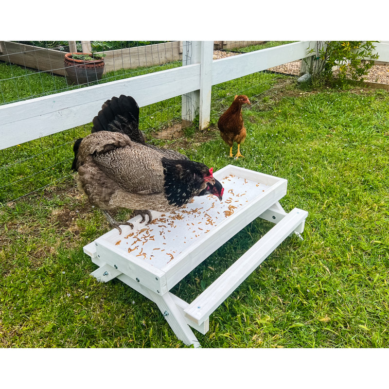 Rekan Chicken Toy