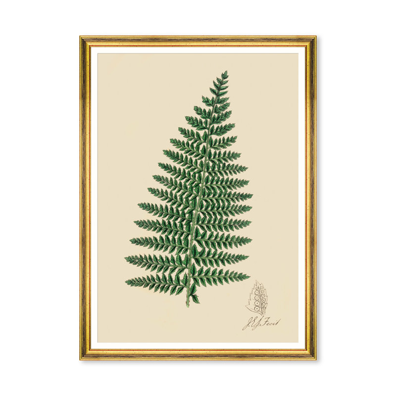 FERNS I