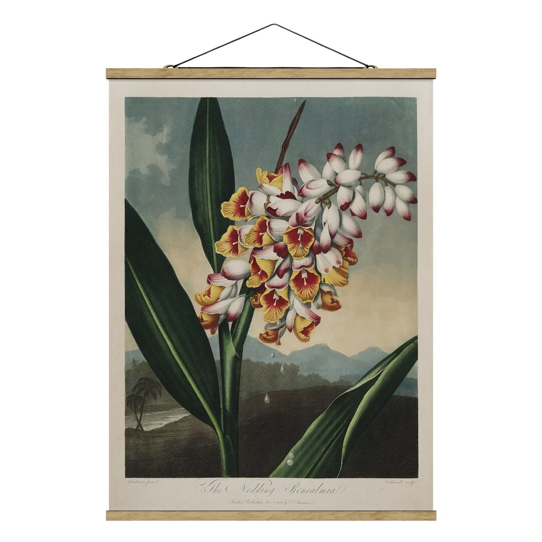 Stoffbild Botanik Vintage Illustration Ingwer mit Blume