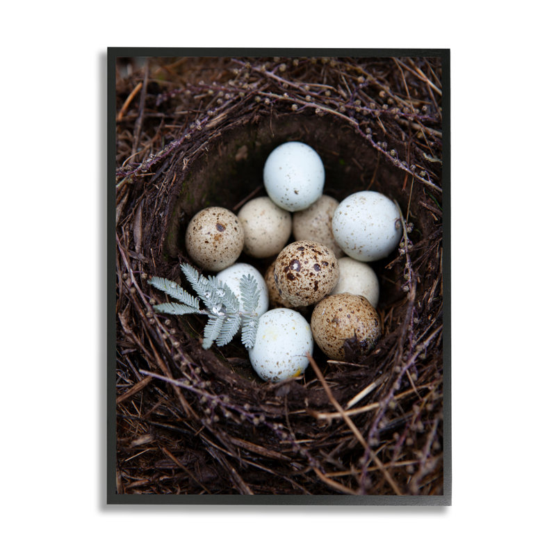 Gros plan sur des œufs d'oiseaux, Giclée encadrée noir minuit, H 14 po x l 11 po x P 1,5 po