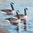 Canada geese in water - 32"x32" art on canvas