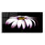 «Pink Osteospurmum On Black Panoramic» par Tom Quartermaine-808616553