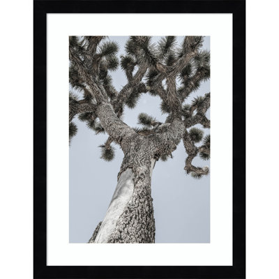 Daisey "Joshua" Print by Shot by Clint
