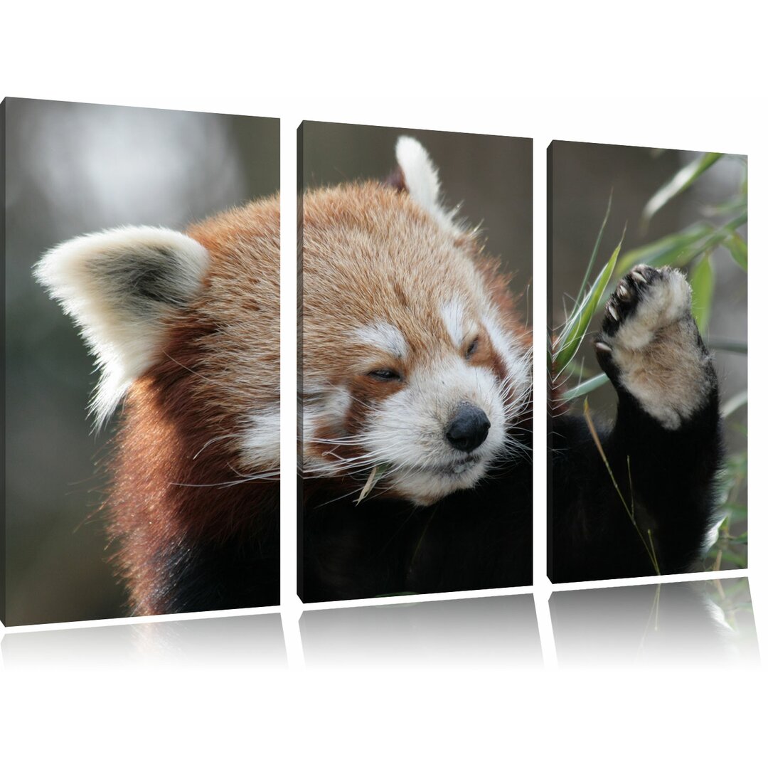 3-tlg. Leinwandbilder-Set „Kleiner Panda sagt Hallo“, Fotodruck