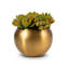Beatrice Succulent Arrangement in Gold Fishbowl