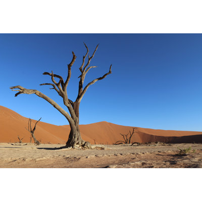 Dead Trees by Zistos - Wrapped Canvas Print