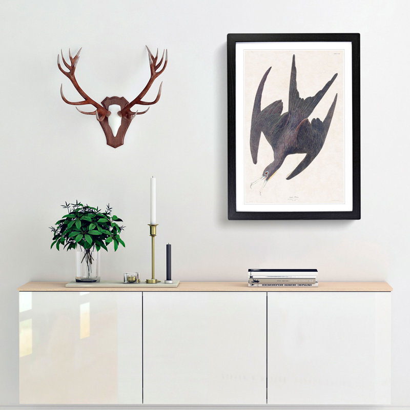 Frigate Pelican by John Audubon - Framed Print, 36cm H x 27cm W x 2cm D, Black Framed