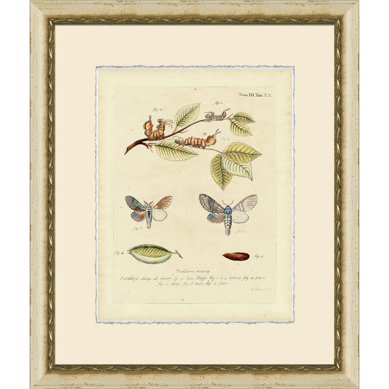 Small Moth Study V Print