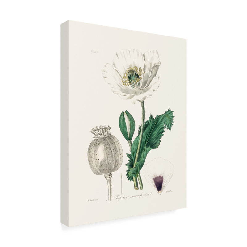 Œuvre d'art sur toile botanique à la bolognaise, John Stephenson, H 19 po x l 14 po