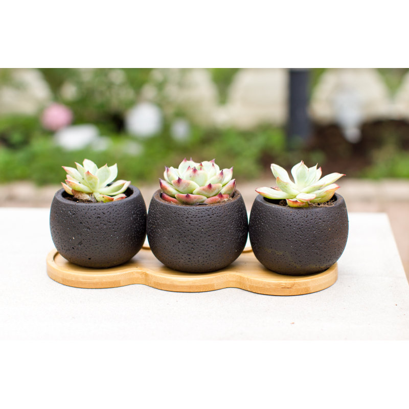 Breahnna Ceramic Pot Planter