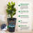22.4 Inch Tall Planter Set of 2 Self-Watering Plastic Flower Pots with Inner Bucket Water Level Monitor-655210334-655210339