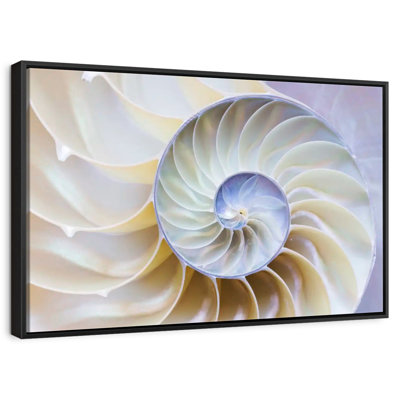 Empty Nautilus Shell
