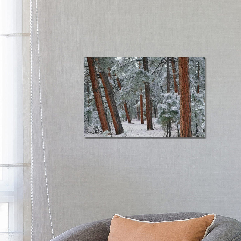 Ponderosa Pine Trees With Snow, Grand Canyon National Park, Arizona II by Tim Fitzharris - Wrapped Canvas Print