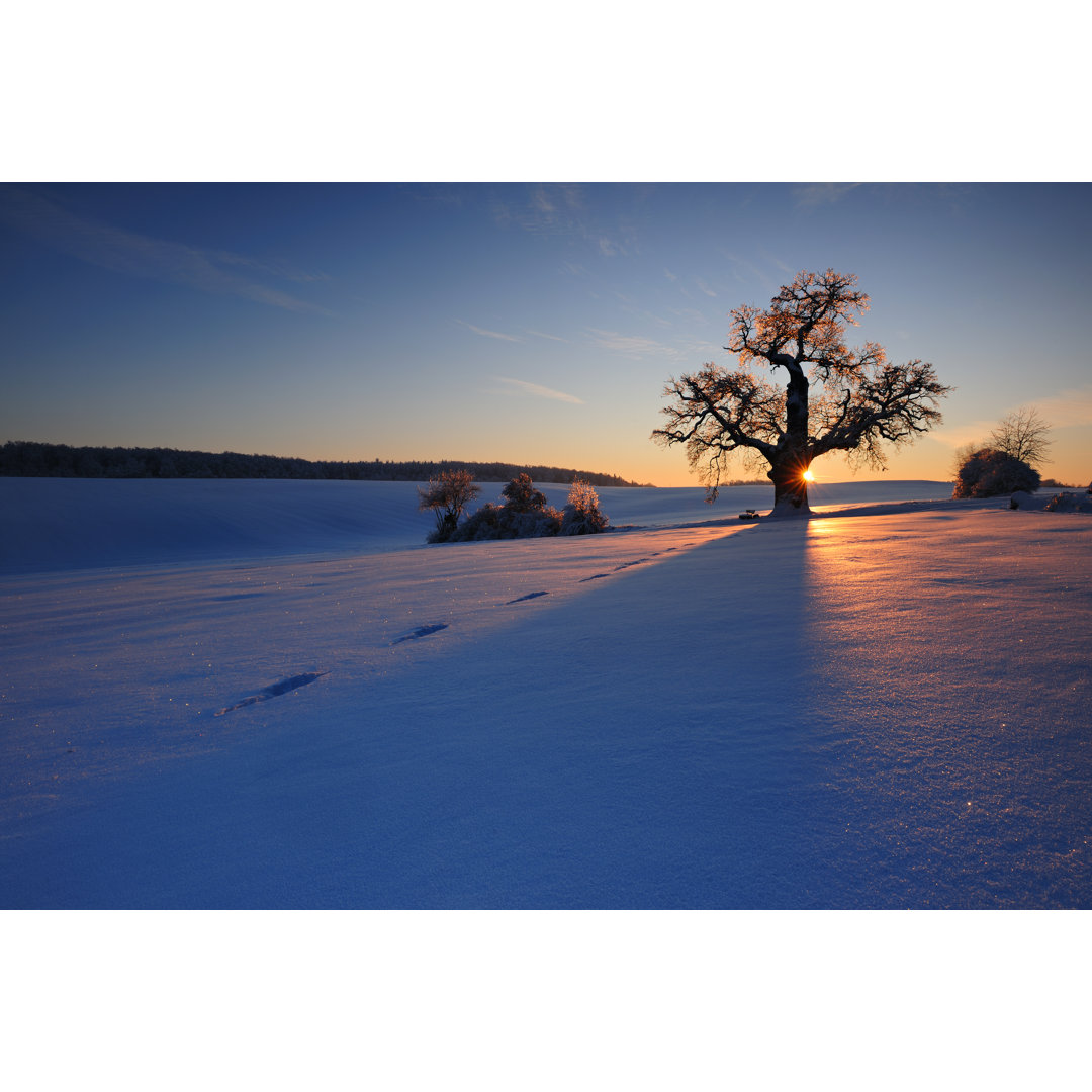 Eiche im schneebedeckten Winter