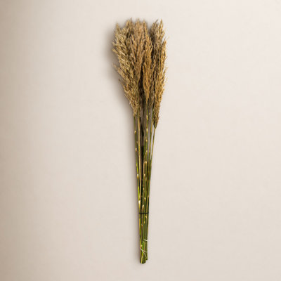 Zellmer 36'' H Preserved Plume Reed Bundle