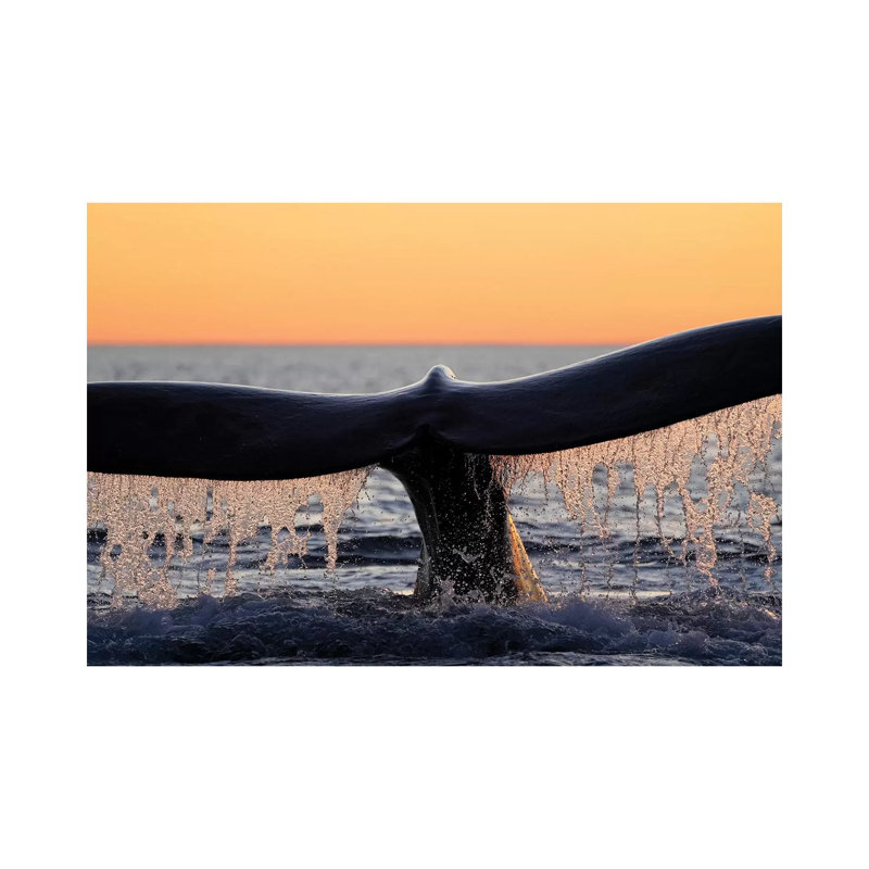 Southern Right Whale Diving, Peninsula Valdez, Argentina by Hiroya Minakuchi - Wrapped Canvas Print