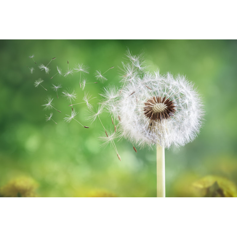 Dandelion Seeds - Photographie sur toile tendue, H 8 po x l 12 po