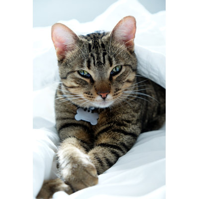 " Kitten Lying "