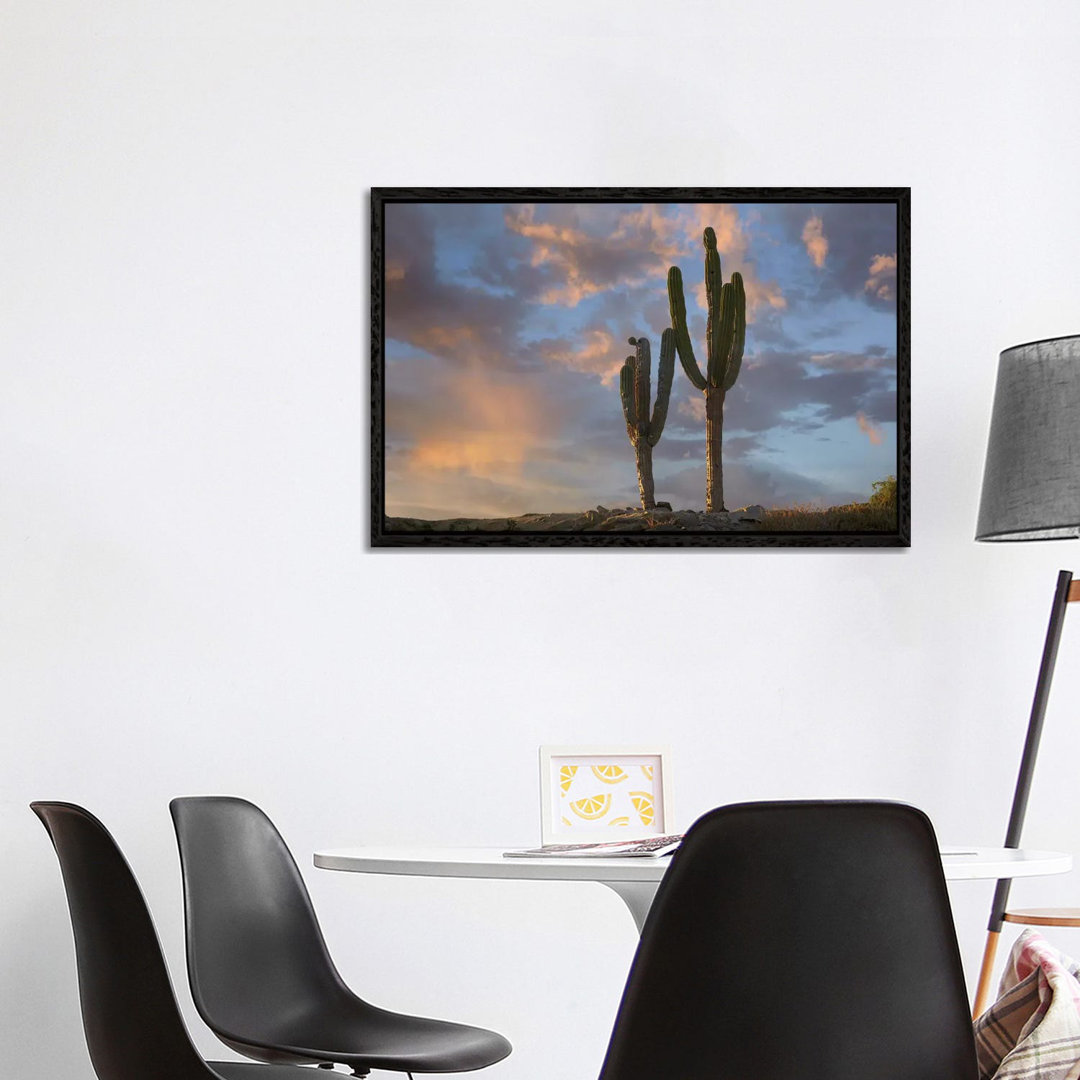 Saguaro Kakteen, Cabo San Lucas, Mexiko von Tim Fitzharris - Galerie-verpackte Leinwand Giclée auf Leinwand