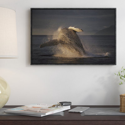 " Humpback Whale Breaching "