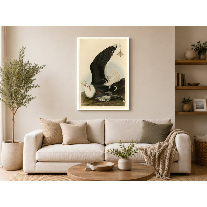 Goéland à dos noir (planche 241) - Portrait, art mural sur toile, 14" W x 11" H