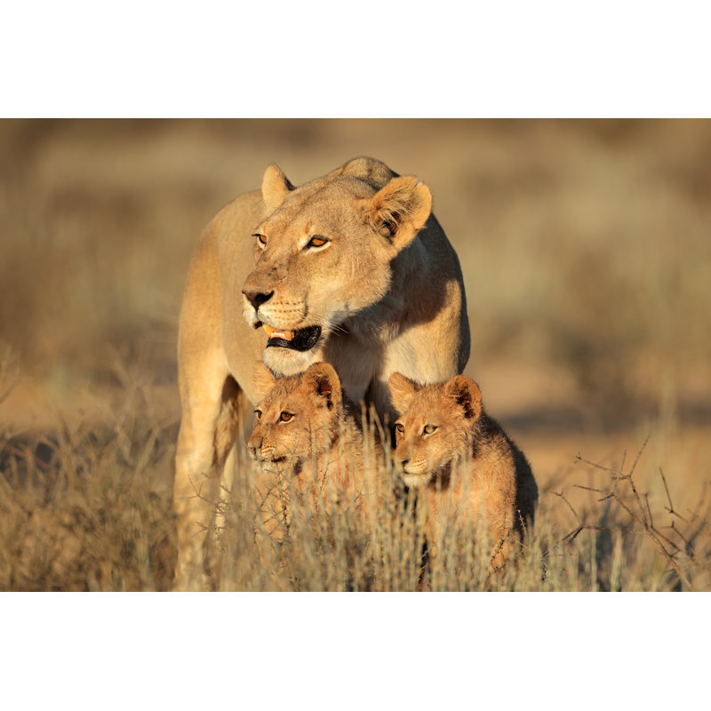 Lionne with Cubs - Photographie sur toile tendue, H 12 po x l 18 po