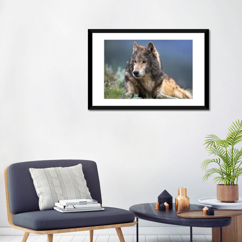 « loup reposer, north america », impression sur toile, H 24 po x l 32 po x P 1 po, Papier d'art encadré noir, Blanc