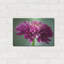 Latitude Run® «Mums The Word» par Pamela Plummer, art mural en métal-1096470221