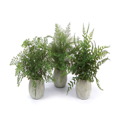 3 Piece Fern Plant in Pot Set