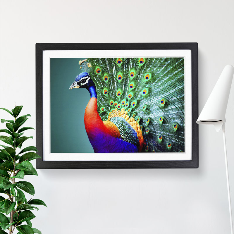 Blossoming Peacock - Single Picture Frame Print, Black Framed, 25cm H x 34cm W x 2cm D