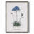 Caladrinia Framed Print - Solid Wood