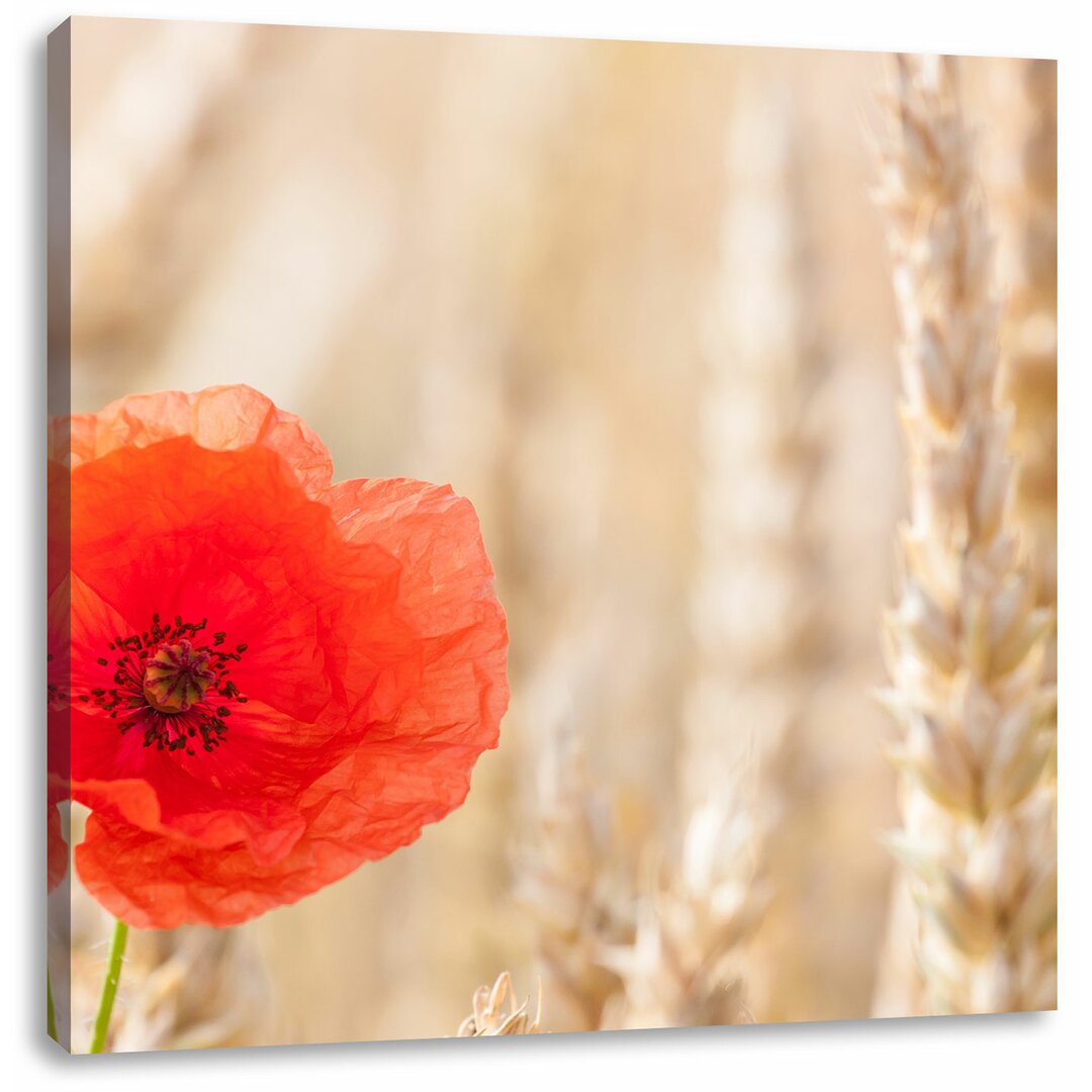 Leinwandbild Mohnblume im Kornfeld