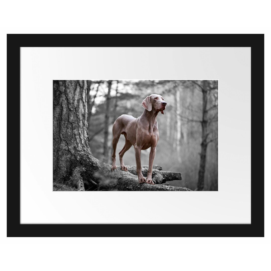 Gerahmtes Poster Weimaraner Baumwurzeln