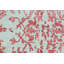 Oriental Area Rug