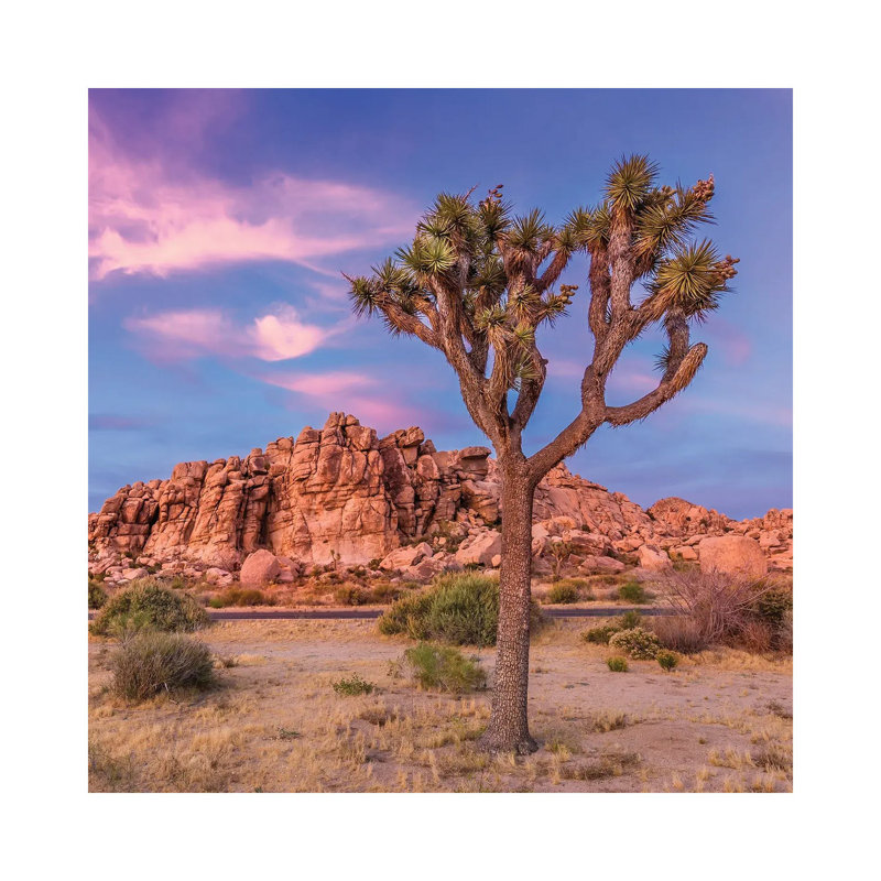 Joshua Tree Evening Scenery by Melanie Viola - Wrapped Canvas Print, 30.48 cm H x 30.48 cm W