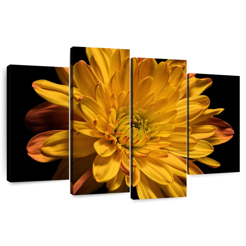 Harnek Chrysanthemum Blossom