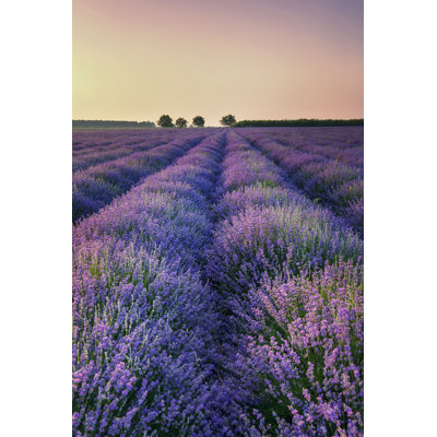 Lavender - Wrapped Canvas Print