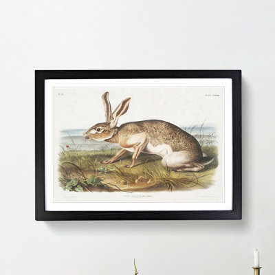 Texan Hare by J.W. Audubon - Picture Frame Art Print