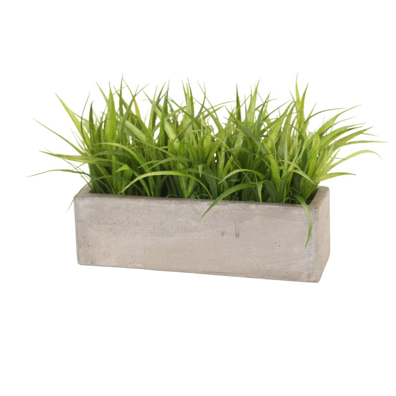 Herbe dans une boîte de fenêtre en béton