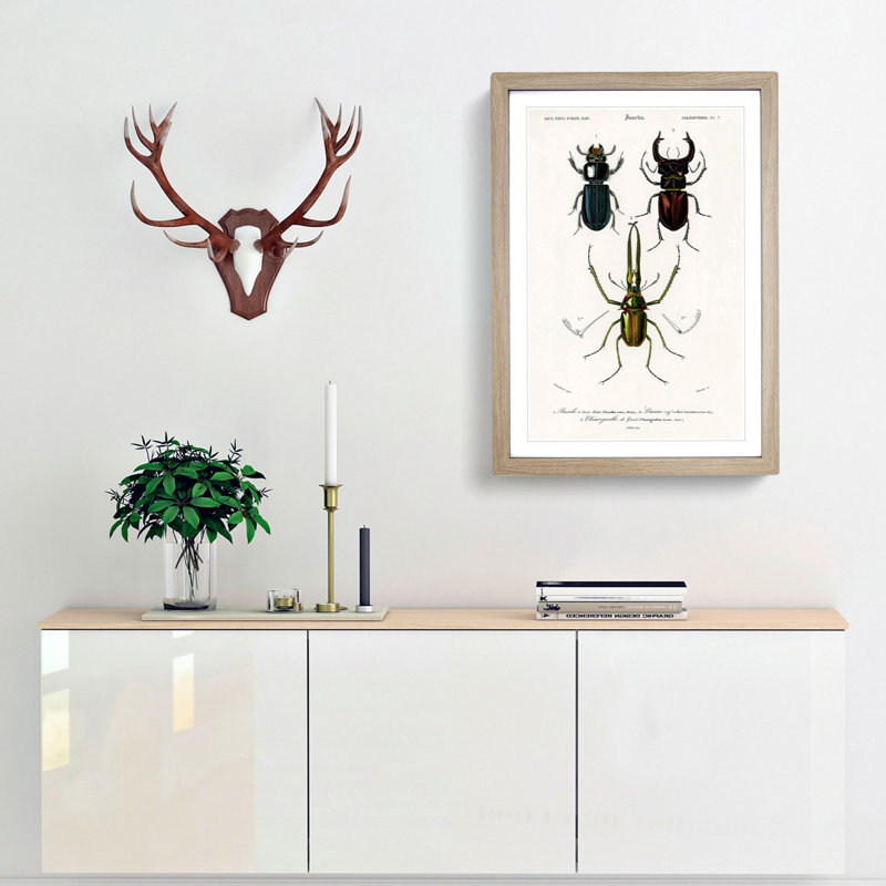 Beetle Illustrations PL.7 by Charles D'Orbigny - Single Picture Frame Print, Oak Framed, 45cm H x 33cm W x 2cm D