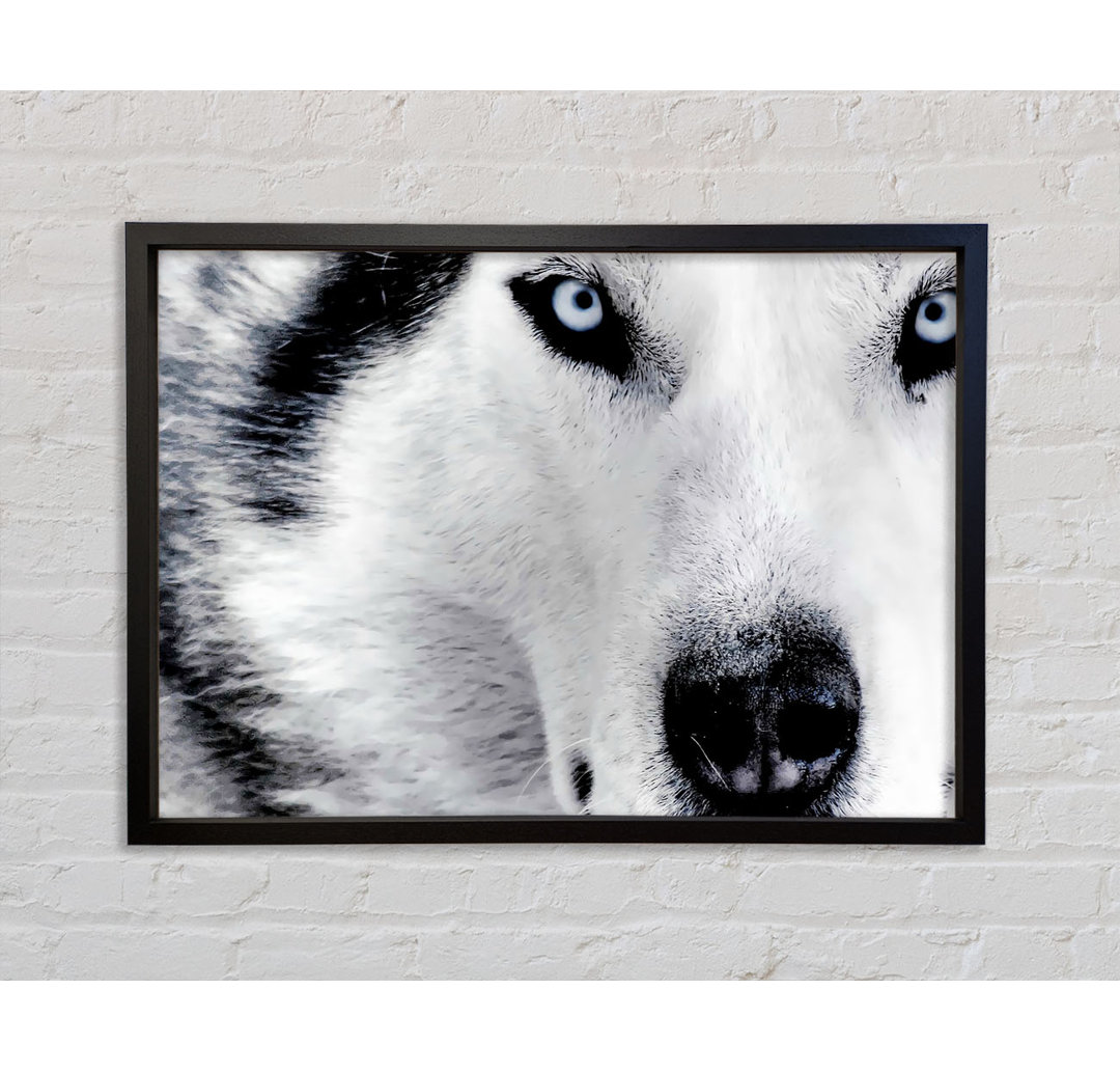 Siberian Husky Eyes - Einzelner Bilderrahmen Kunstdrucke auf Leinwand