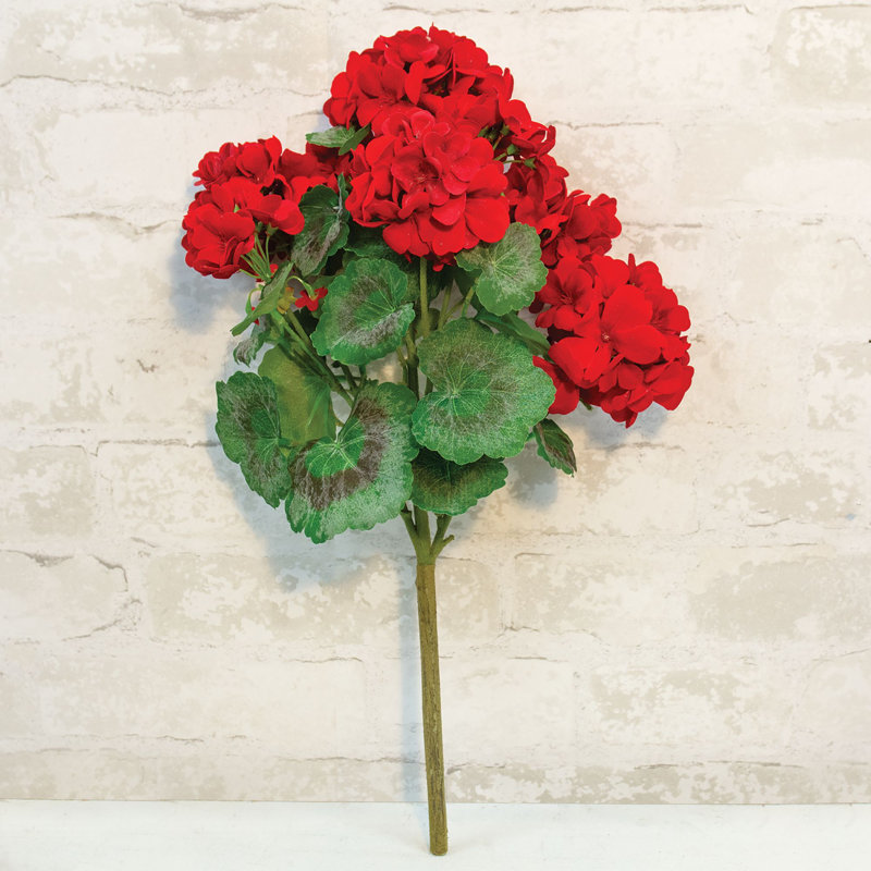 Geranium Bush, 18 po, rouge