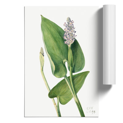Pickerelweed by Mary Vaux Walcott - Frameless Print