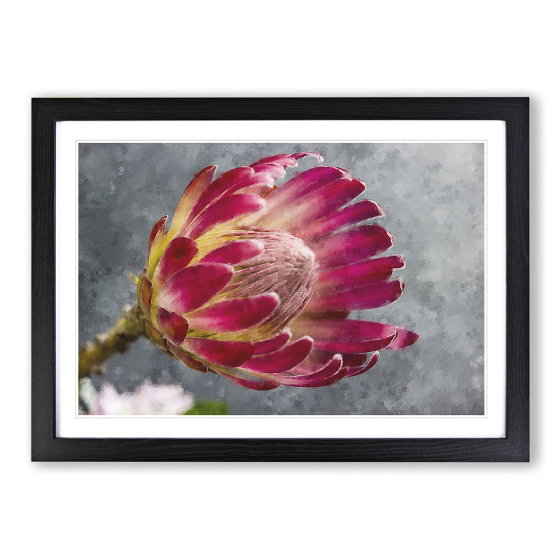 Pink Protea Flower - Framed Print, 48cm H x 65cm W x 2cm D, Black Framed