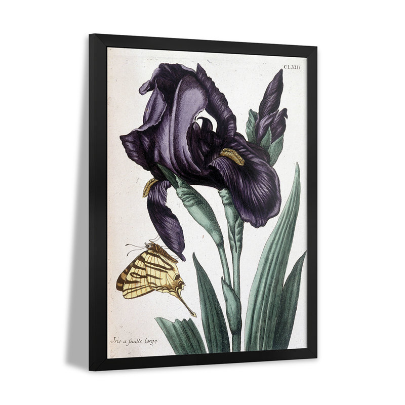 Iris À Feuille Large - In Histoire Générale Des Insects De Surinam Et De Toute L'Europe - Wall Art Print - Gallery Poster