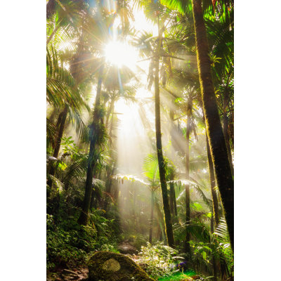 «Jungle Morning» par Dennis DVDw - photographie sur toile tendue