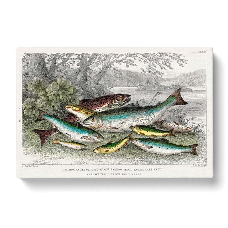 Fished Salmon And Trout by Oliver Goldsmith - Wrapped Canvas Print, 50cm H x 76cm W x 3cm D