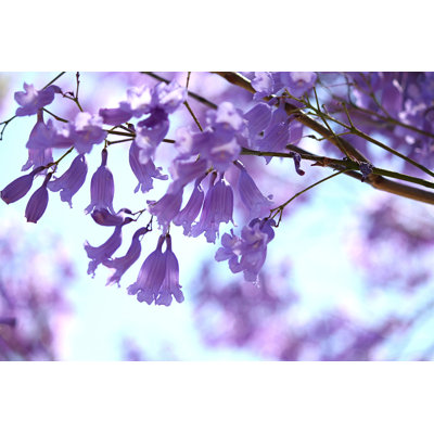 Jacaranda by Miwa_in_oz - Wrapped Canvas Print