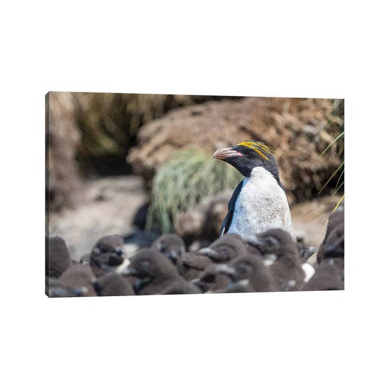 Macaroni Penguin In Colony Of Southern Rockhopper Penguins On Bleaker Island, Falkland Islands. by Martin Zwick - Wrapped Canvas Print
